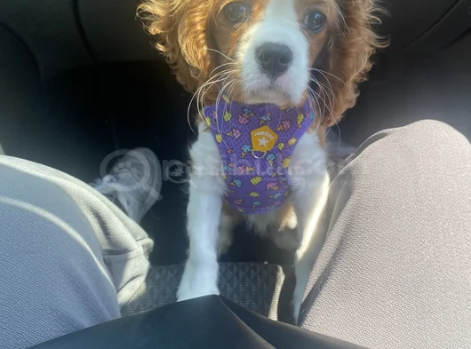 King Charles görsel