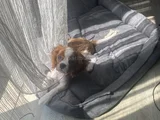 King Charles