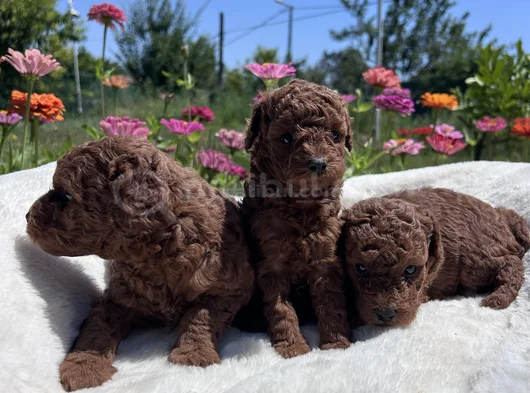 Kore Kanı Dark Red Brown Yavrular görsel