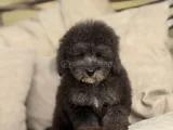 Nadir Renk Silver Toy Poodle Yavrumuz