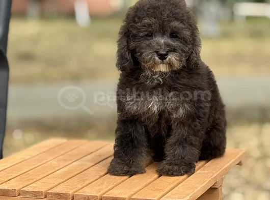 Nadir Renk Silver Toy Poodle Yavrumuz görsel