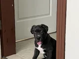 3 Aylık Blue Cane Corsa