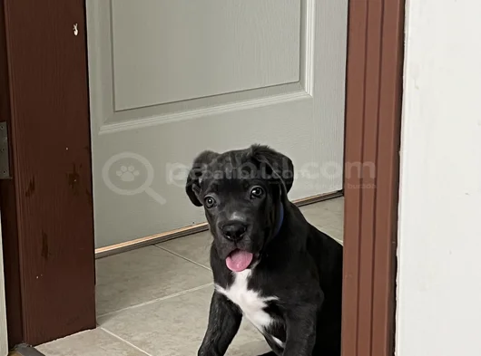 3 Aylık Blue Cane Corsa görsel