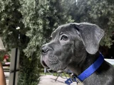 3 Aylık Blue Cane Corsa