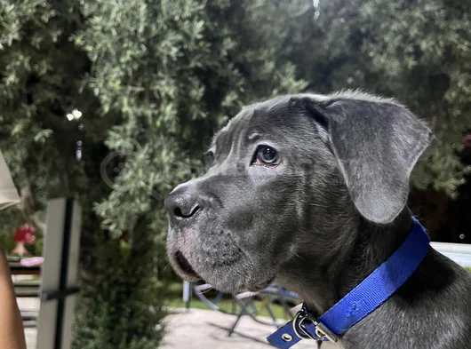 3 Aylık Blue Cane Corsa görsel
