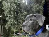 3 aylık Blue Cane Corsa