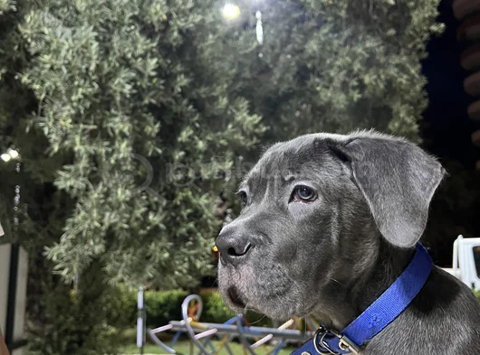 3 Aylık Blue Cane Corsa