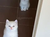 British Long Hair Beyaz Yavru Kedi