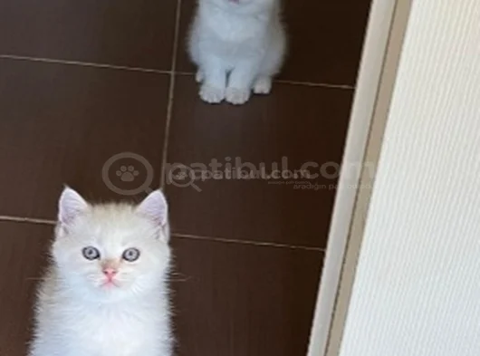 British Long Hair Beyaz Yavru Kedi görsel