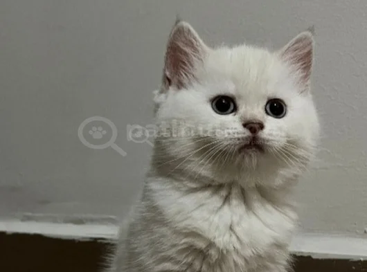 British Long Hair Beyaz Yavru Kedi görsel
