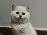 British Long Hair Beyaz Yavru Kedi