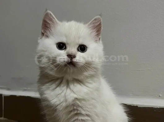 British Long Hair Beyaz Yavru Kedi görsel