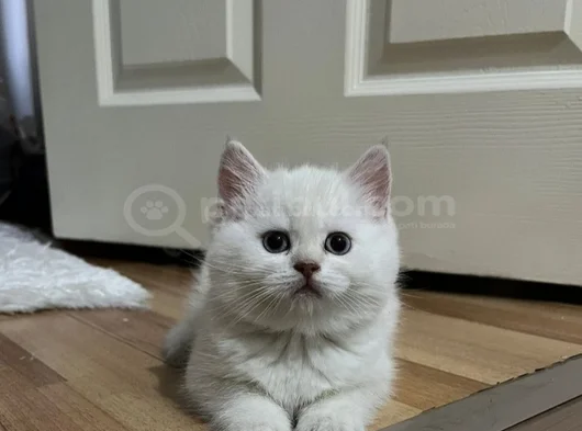 British Long Hair Beyaz Yavru Kedi