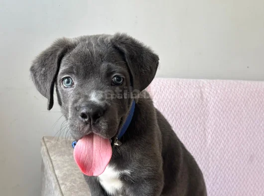 3 Aylık Blue Cane Corsa görsel