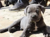 Blue Cane Corso Yavrularimiz