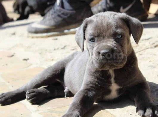 Blue Cane Corso Yavrularimiz görsel
