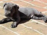 BLUE CANE CORSO YAVRULARIMIZ