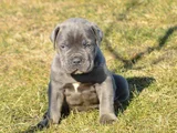 Blue Cane Corso Yavrularimiz