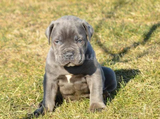 Blue Cane Corso Yavrularimiz görsel