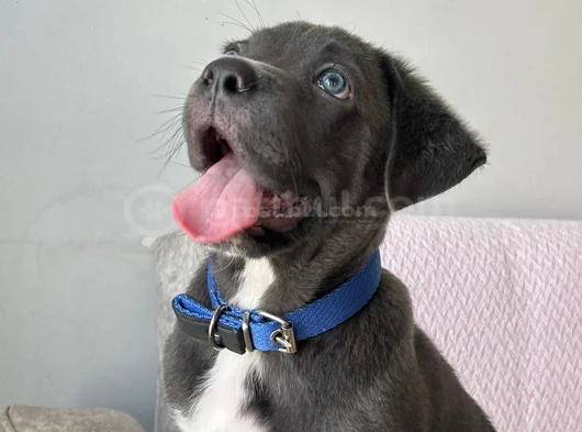 3 Aylık Blue Cane Corsa görsel