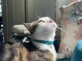 Sahiplendiriliyor Kalıcı Yuva Arıyoruz