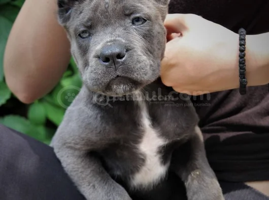 Blue Cane Corso Yavrularimiz görsel