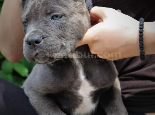 Blue Cane Corso Yavrularimiz görsel