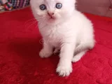 Safkan Yavrularımız