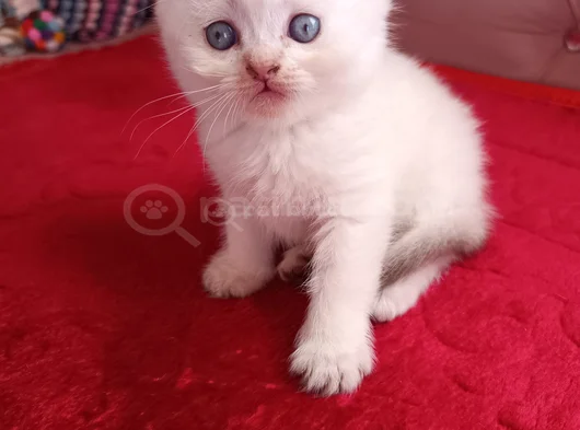 Safkan Yavrularımız görsel
