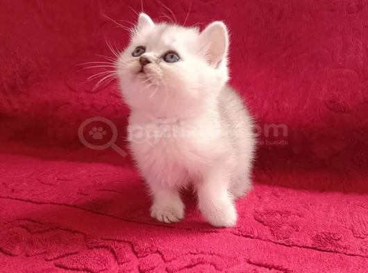 Safkan Yavrularımız görsel