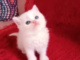 Safkan yavrularımız