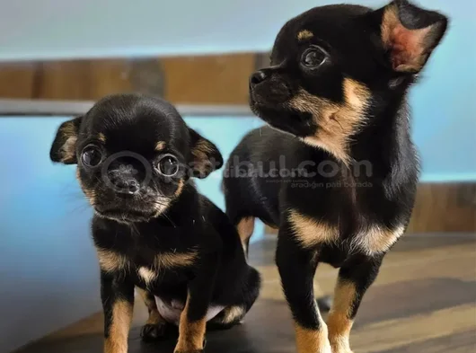 Tri Colur 3 Renk görsel