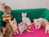BRİTİSH SHORTHAİR  ÇOK OYUNCU EVCİLMEN  YAVRULAR