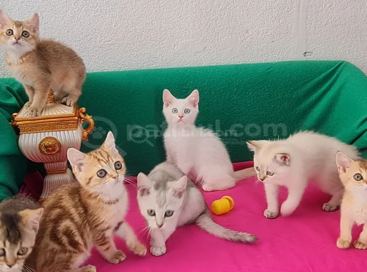 Bri̇ti̇sh Shorthai̇r  Çok Oyuncu Evci̇lmen  Yavrular