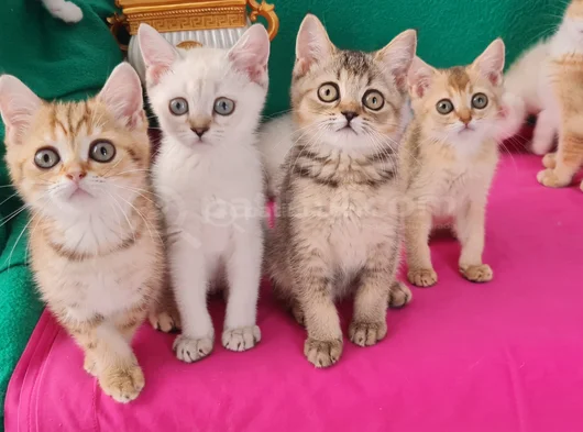 Bri̇ti̇sh Shorthai̇r  Çok Oyuncu Evci̇lmen  Yavrular görsel