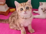 NY12 YUVARLAK GÖZLÜ GOLDEN BRİTİSH SHORTHAİR