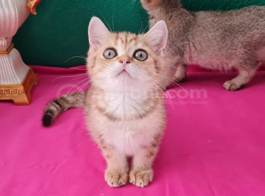 Ny12 Yuvarlak Gözlü Golden Bri̇ti̇sh Shorthai̇r görsel