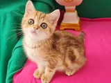 Ny12 Yuvarlak Gözlü Golden Bri̇ti̇sh Shorthai̇r