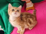 Ny12 Yuvarlak Gözlü Golden Bri̇ti̇sh Shorthai̇r