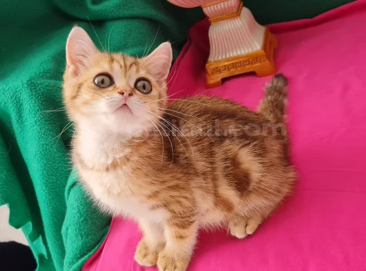 Ny12 Yuvarlak Gözlü Golden Bri̇ti̇sh Shorthai̇r görsel