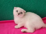 SCOTTİSH FOLD MAVİŞ GÖZLÜ