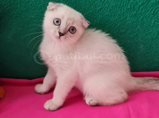 Scotti̇sh Fold Mavi̇ş Gözlü görsel