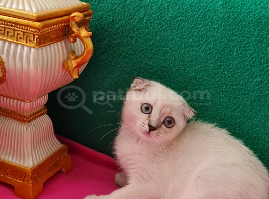 Scotti̇sh Fold Mavi̇ş Gözlü görsel