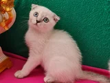 Scotti̇sh Fold Mavi̇ş Gözlü