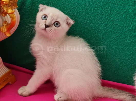 Scotti̇sh Fold Mavi̇ş Gözlü görsel