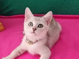 ÖZEL GÜMÜŞ RENK BRİTİSH SHORTHAİR