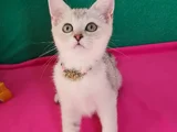 Özel Gümüş Renk Bri̇ti̇sh Shorthai̇r