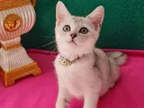 Özel Gümüş Renk Bri̇ti̇sh Shorthai̇r