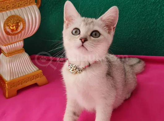 Özel Gümüş Renk Bri̇ti̇sh Shorthai̇r görsel