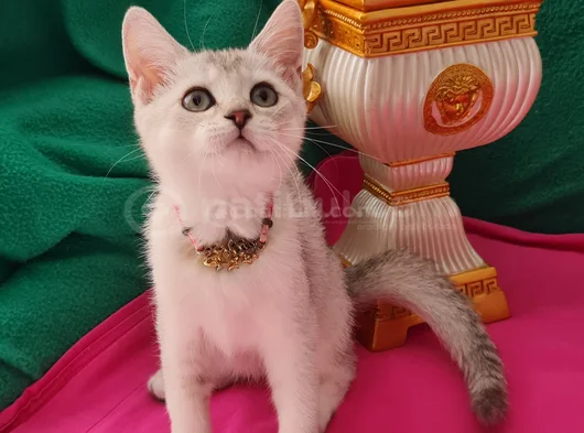 Özel Gümüş Renk Bri̇ti̇sh Shorthai̇r görsel